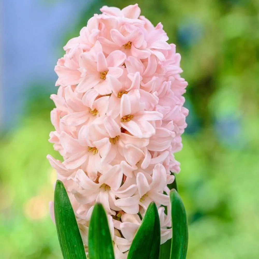 Hijacinta Apricot passion (marelična)