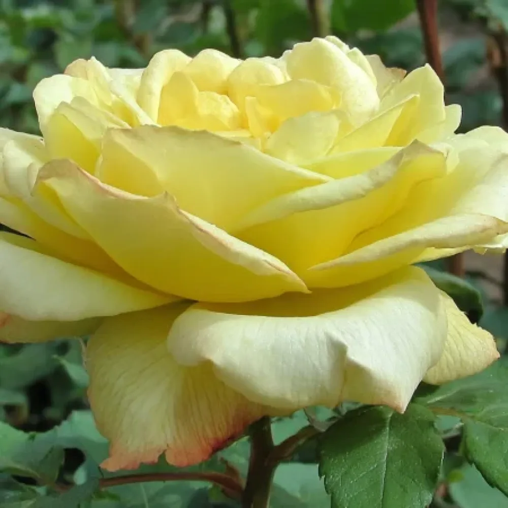 Vrtnica Radiant Gold - z golimi koreninami