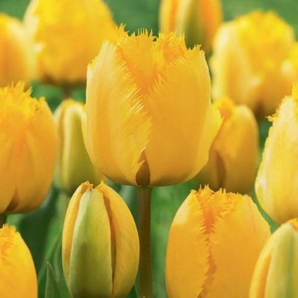 Tulipan Crystal star