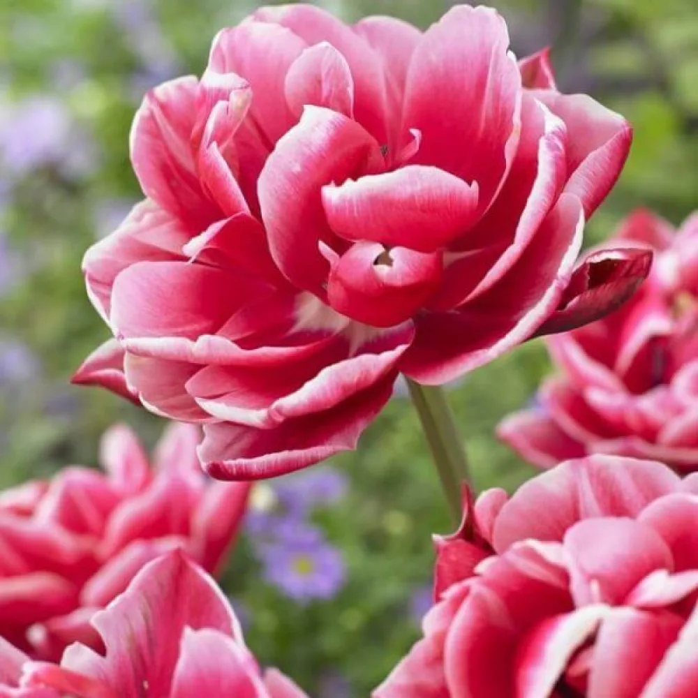 Tulipan Columbus (rdeči)