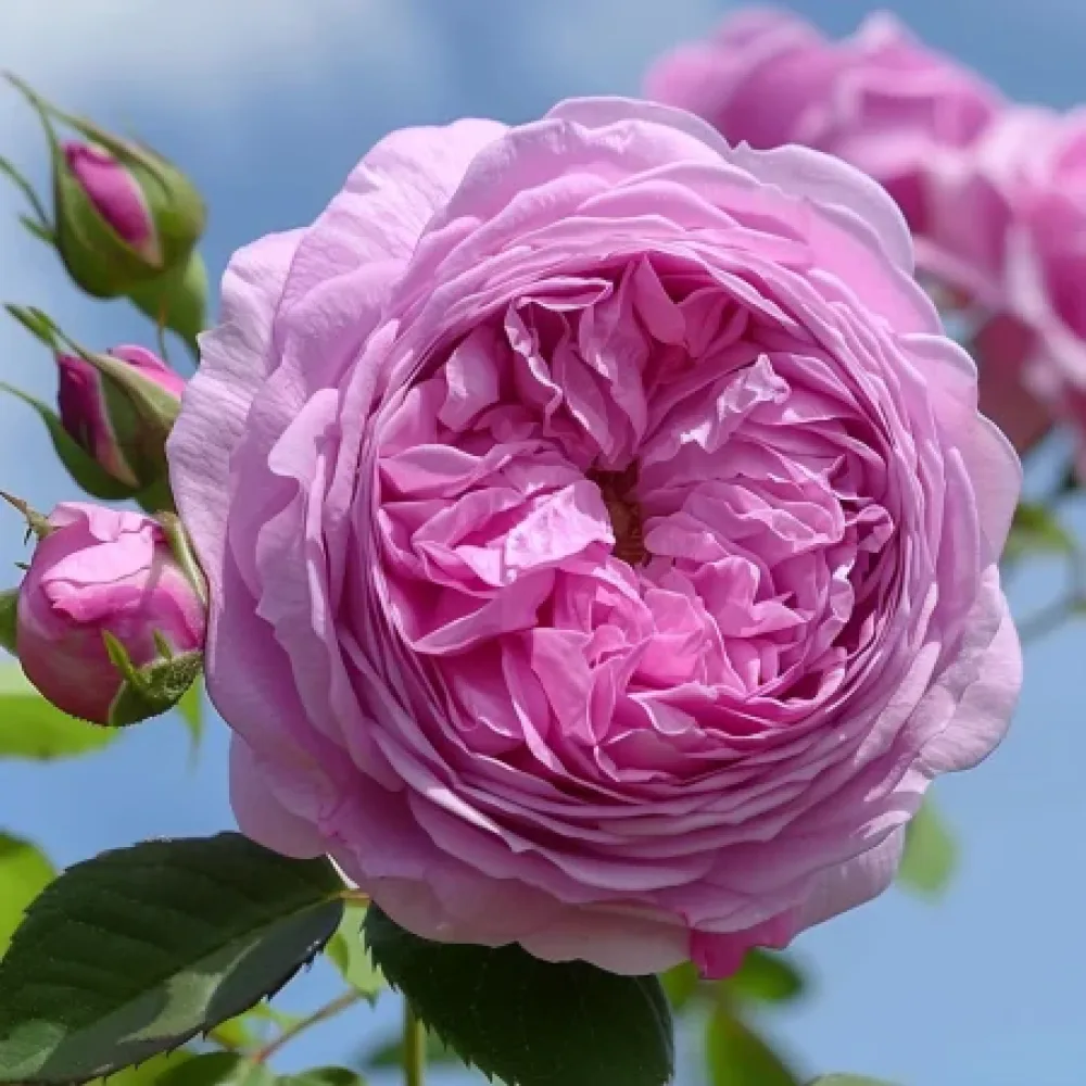 Vrtnica Revival Blossom – z golimi koreninami