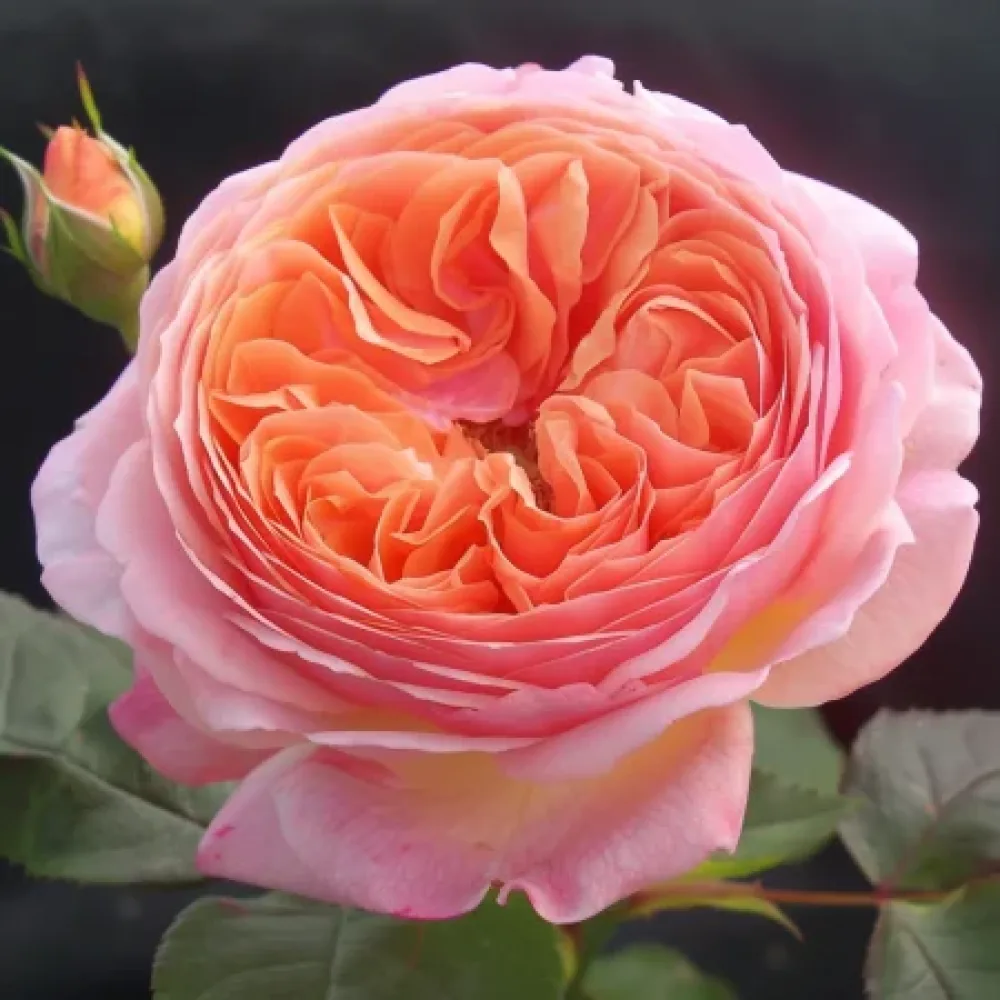 Vrtnica Pearl Rose – z golimi koreninami