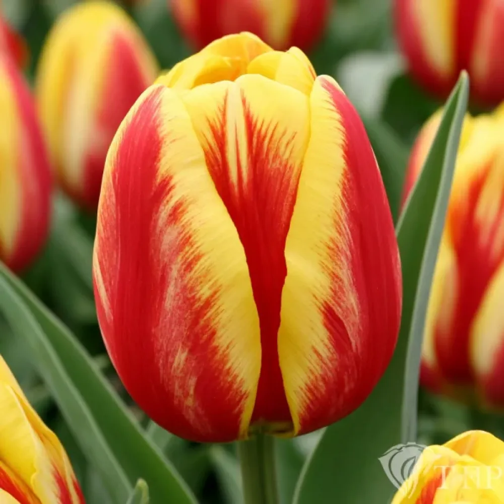 Tulipan Washington (dvobarvni)