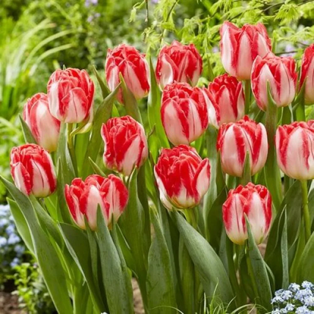 Tulipan Pink Delight (rožnati)