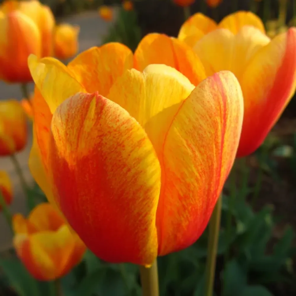 Tulipan Beauty Of Apeldoorn