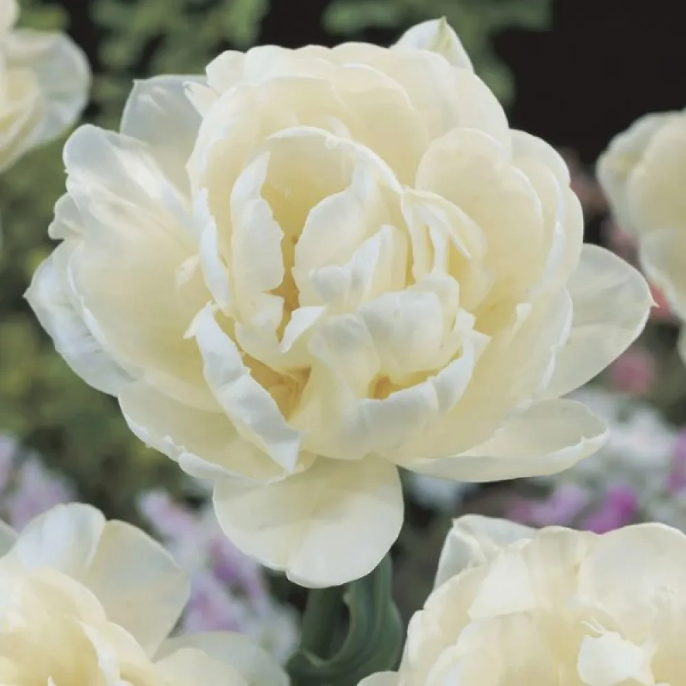 Tulipan Mount Tacoma (beli)