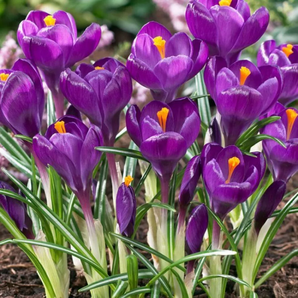 Žafran Flower Record (vijoličen)