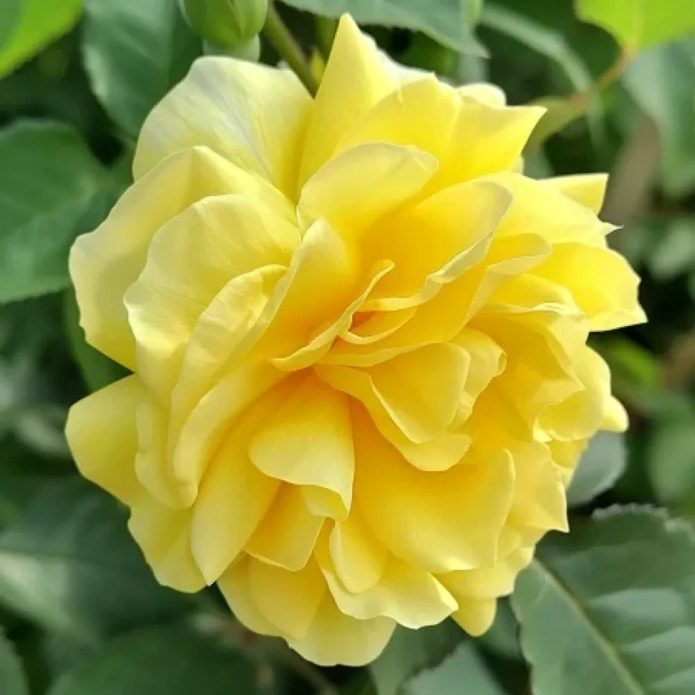 Vrtnica Yellow Fantasy – z golimi koreninami
