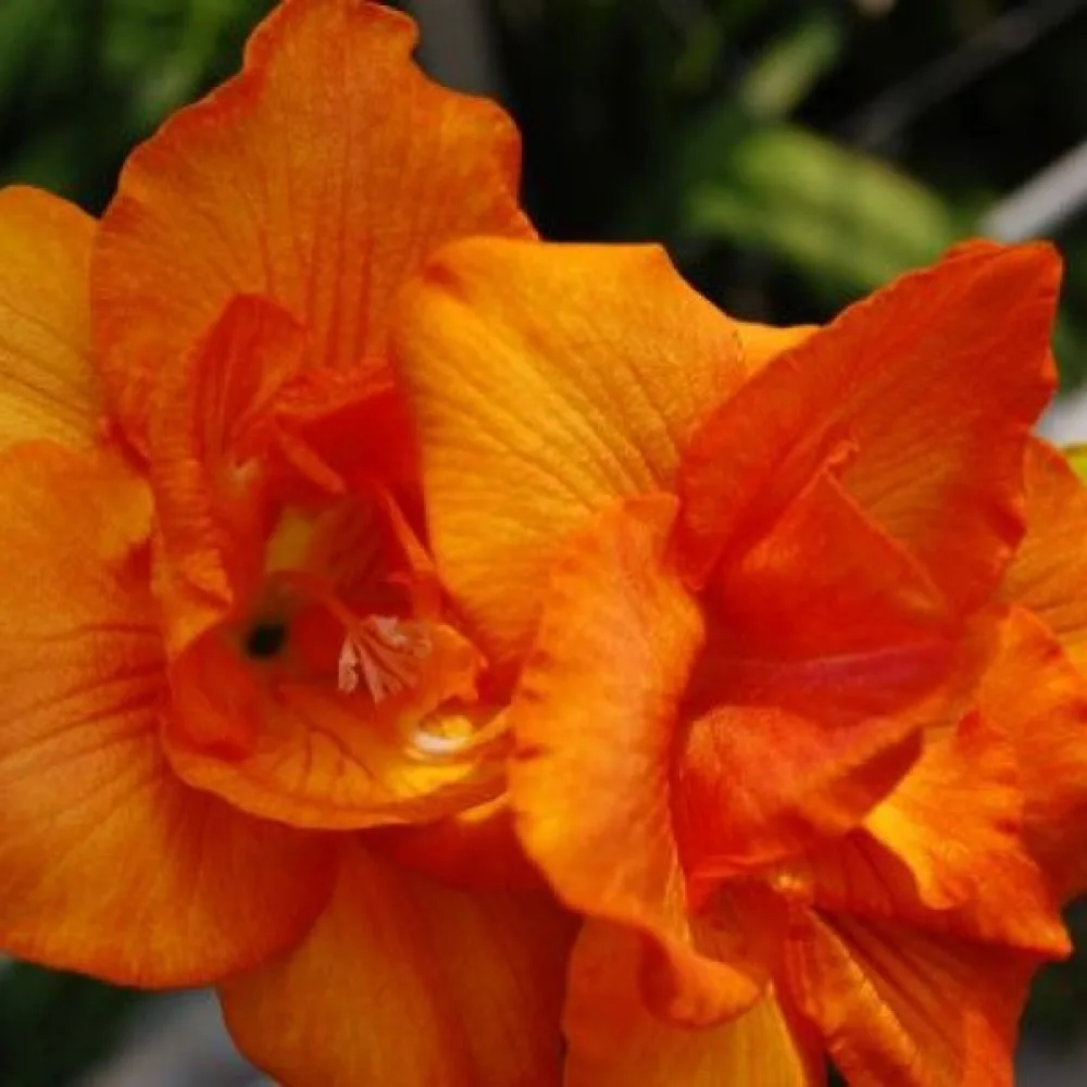 Frezija Double Orange