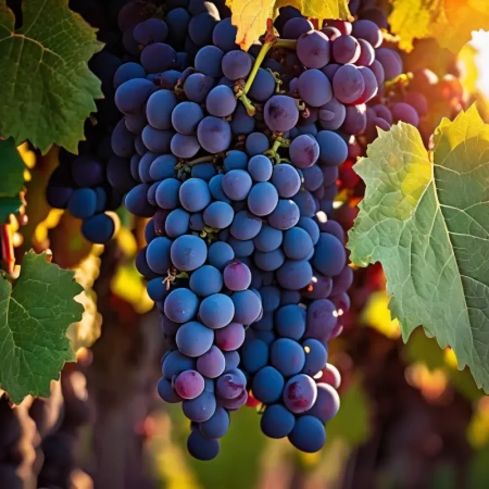 Vinska trta sorte Cabernet franc, rdeča vinska - srednje pozno zoreča