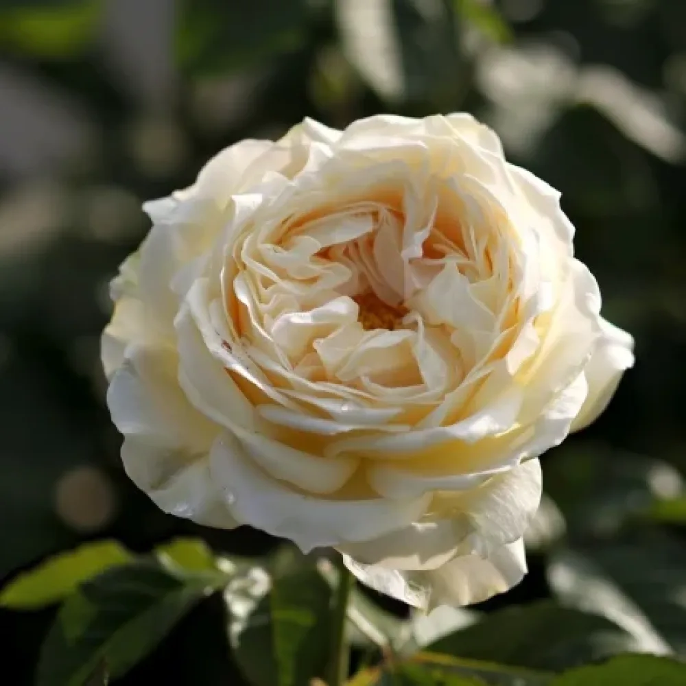 Vrtnica Vanilla Dream – z golimi koreninami