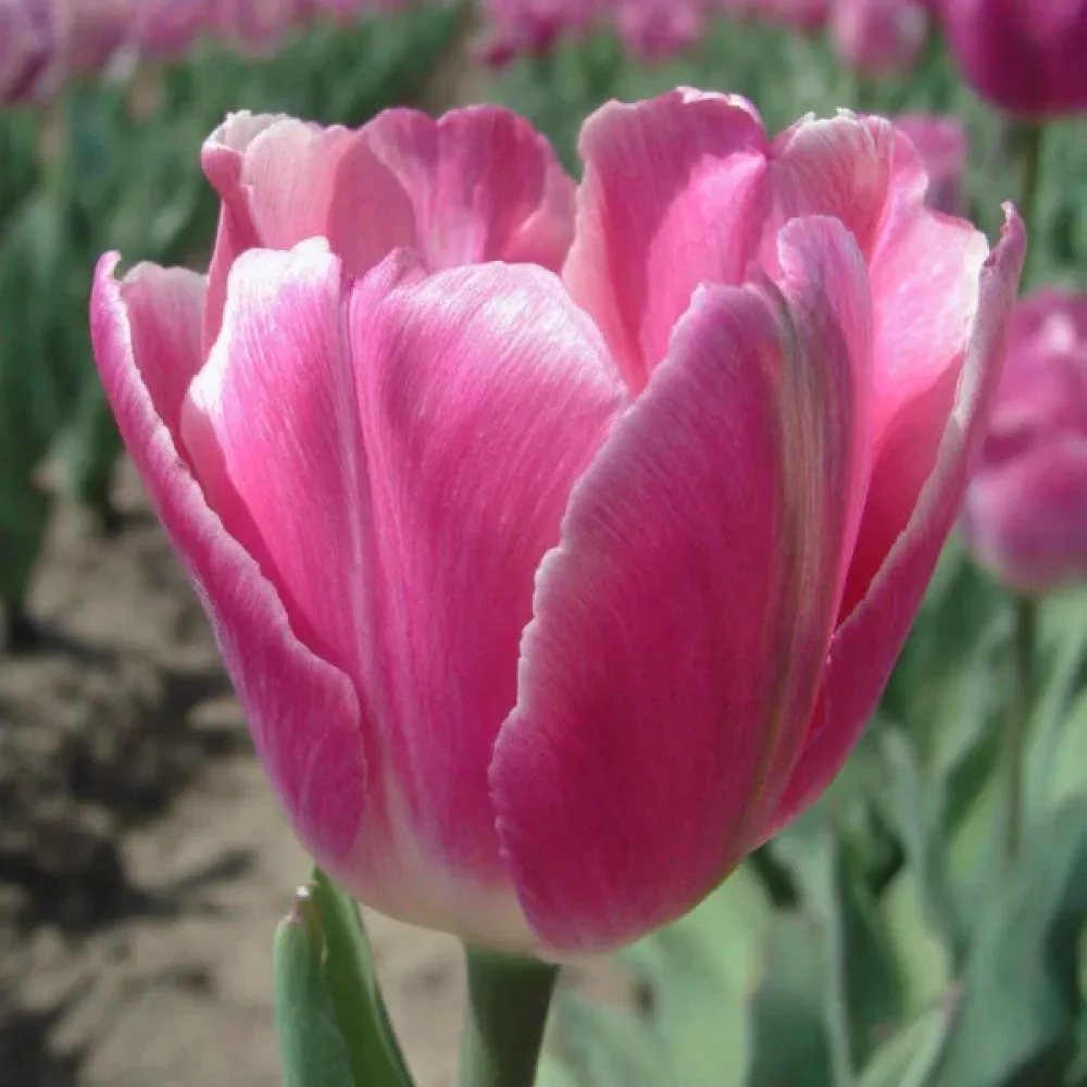 Tulipan Jumbo pink (roza)