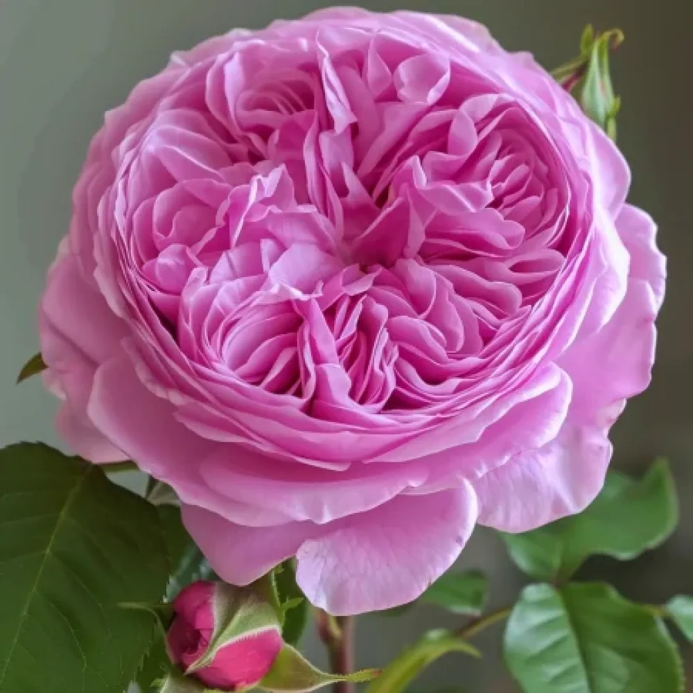 Vrtnica Revival Blossom – z golimi koreninami