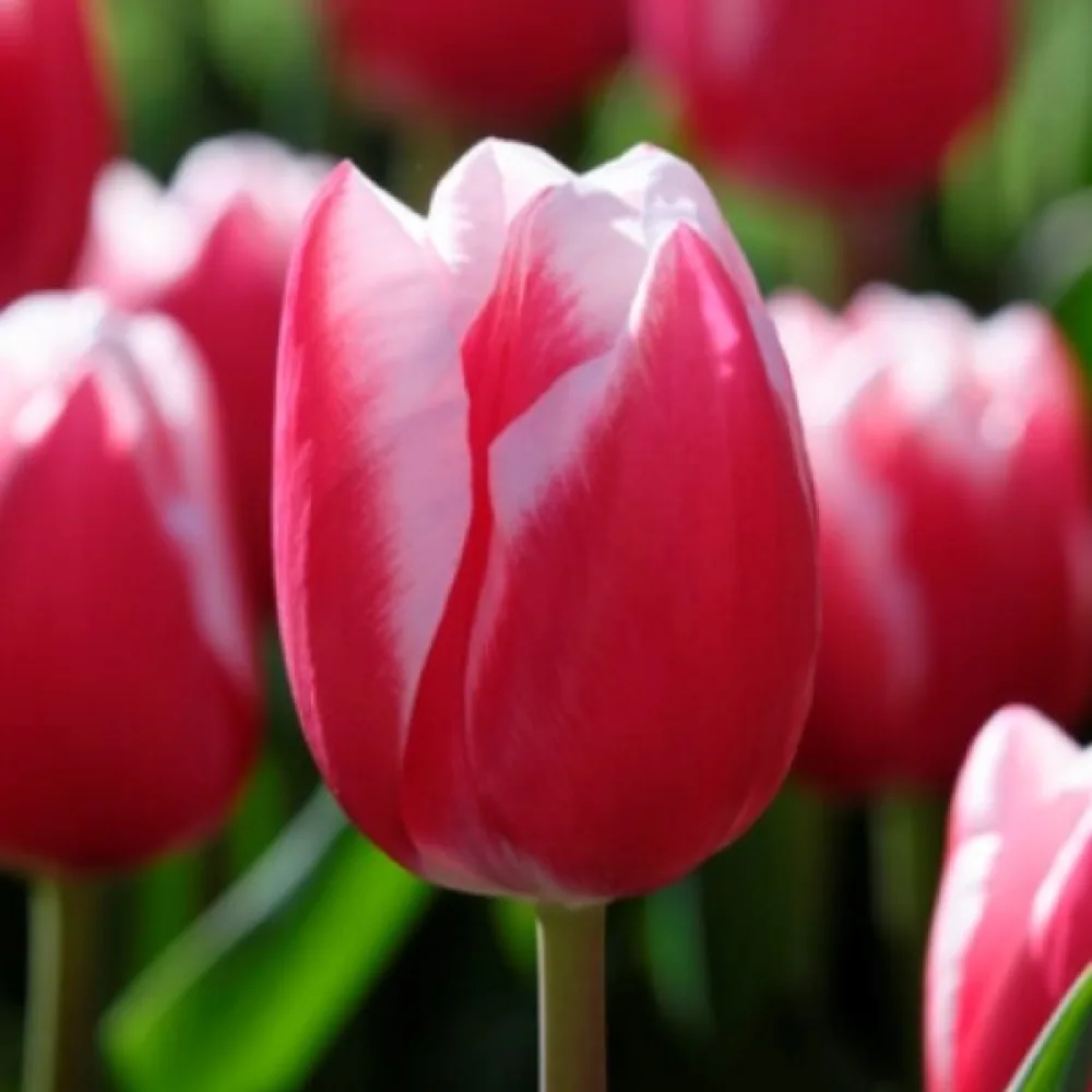 Tulipan Leen Van Der Mark (rdeče-beli)