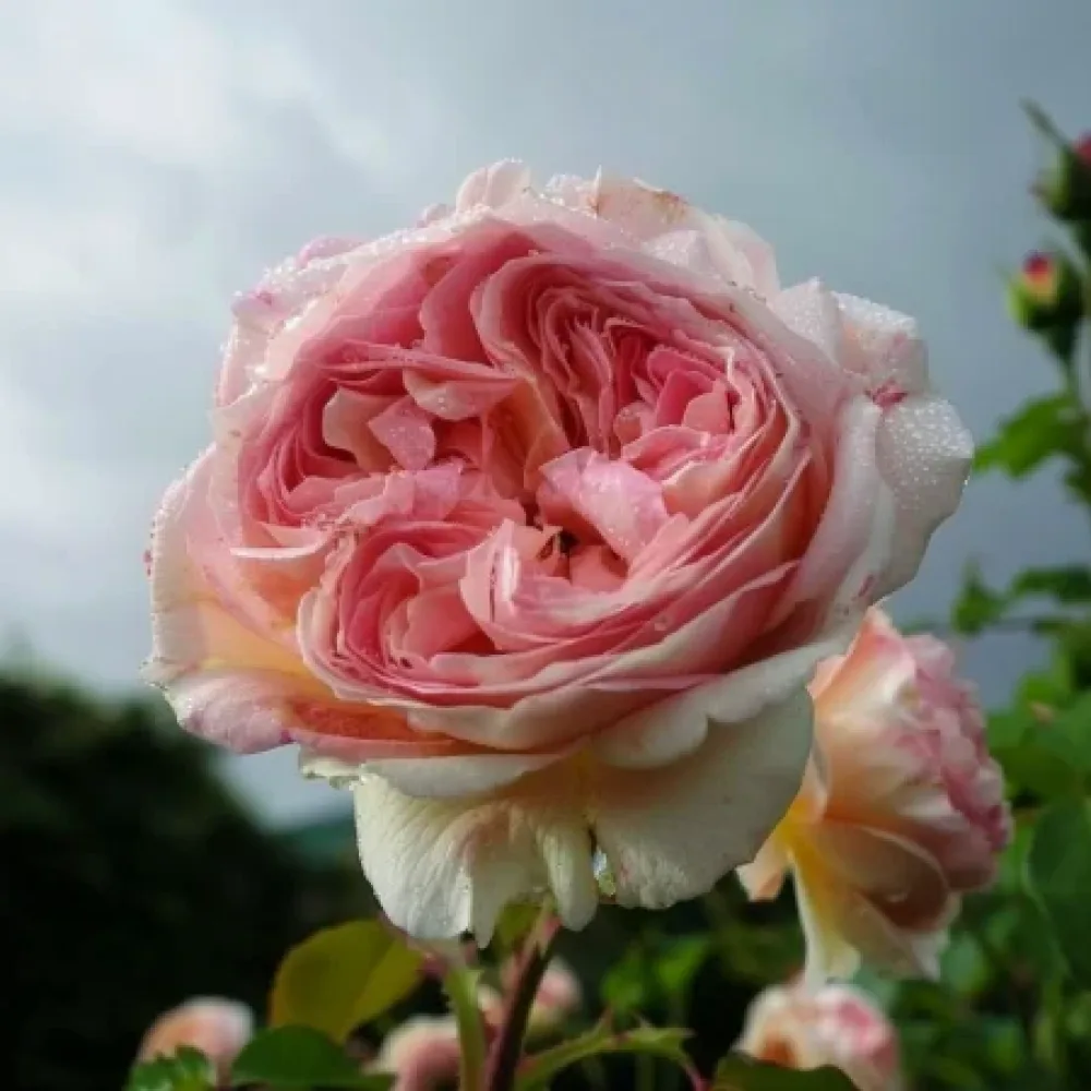 Vrtnica Pink Flame – z golimi koreninami