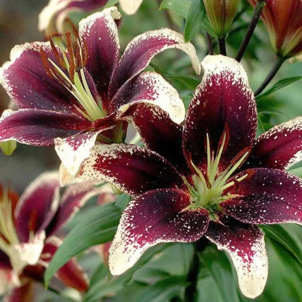 Lilija Nettys Pride (vijolična)