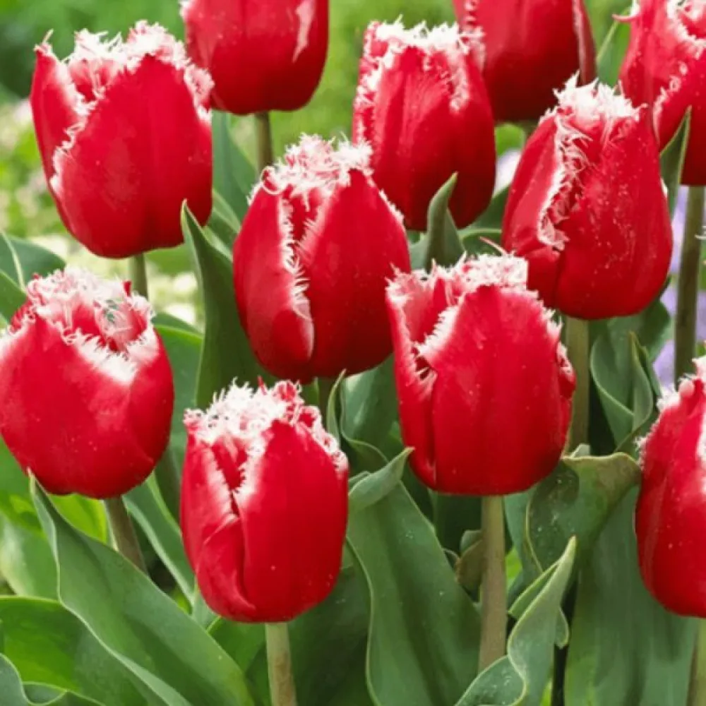Tulipan NEW SANTA (rdeči)