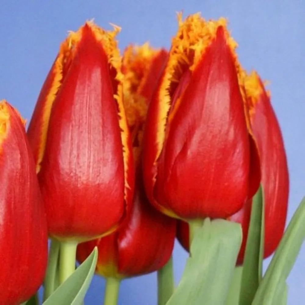 Tulipan Fabio (rumeni)