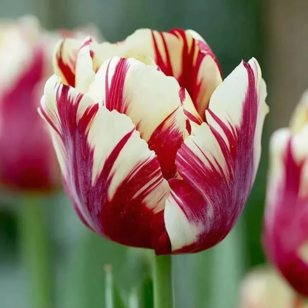 Tulipan Grand Perfection (pisani)