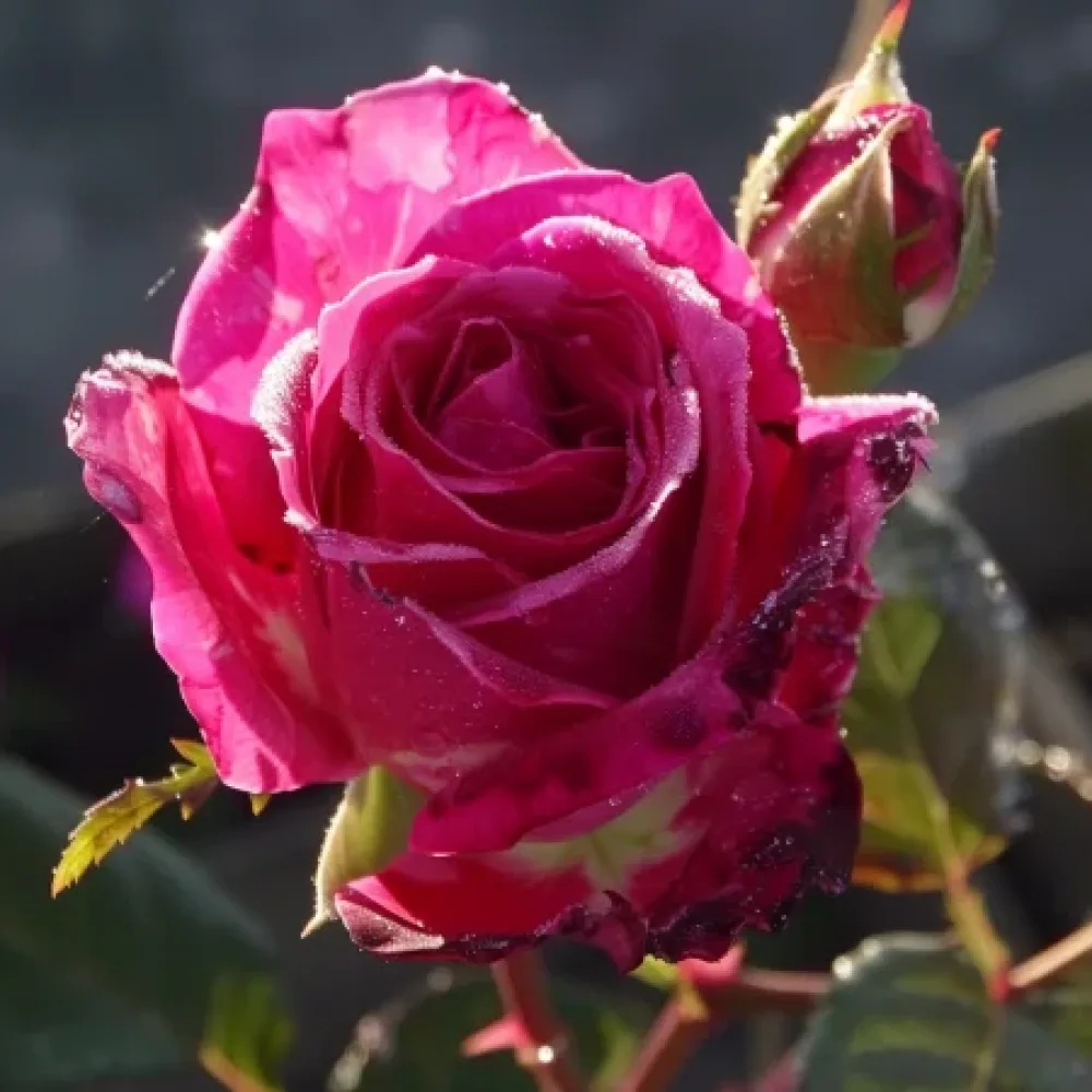 Vrtnica Dancing Petal - z golimi koreninami