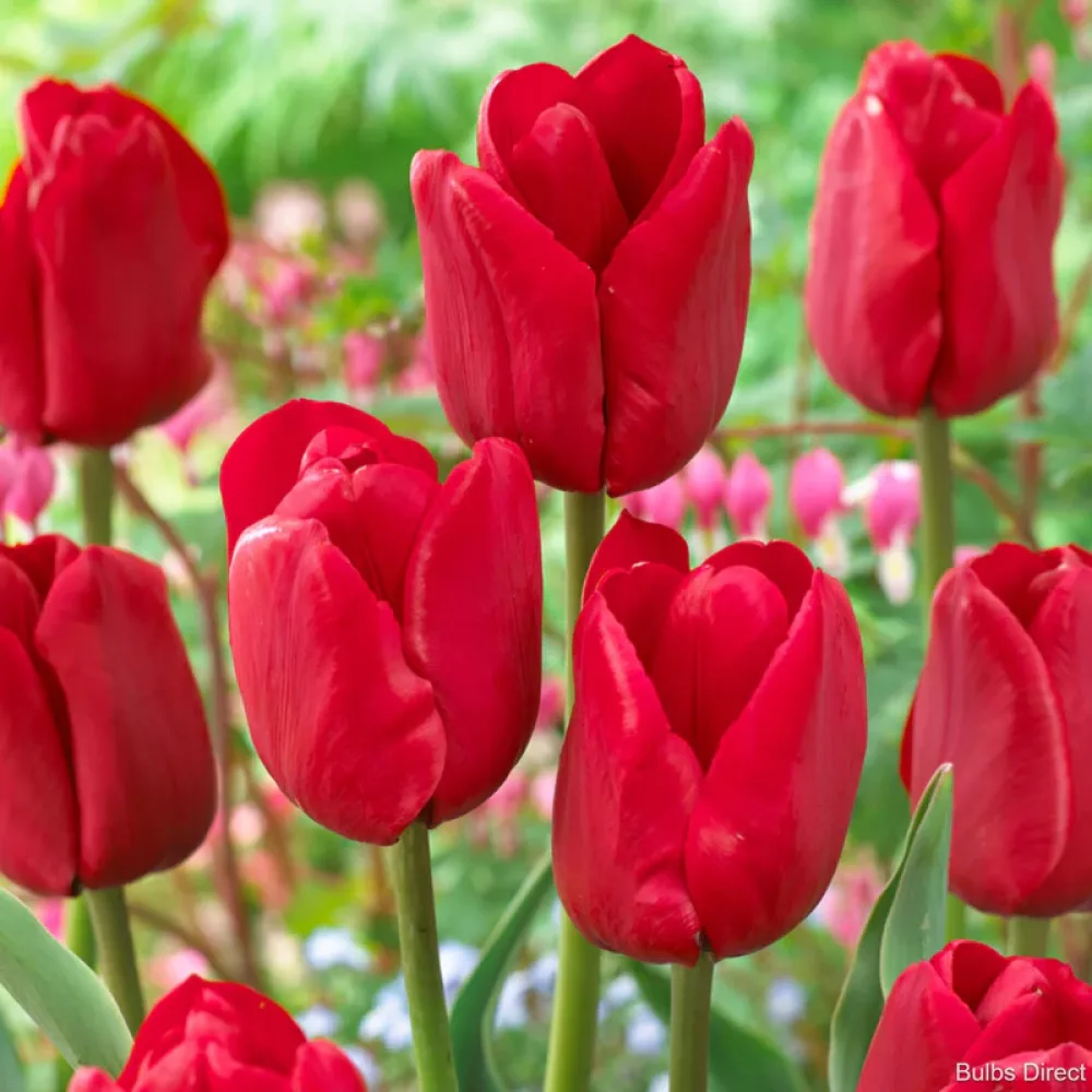 Tulipan Ile de France (zelen)