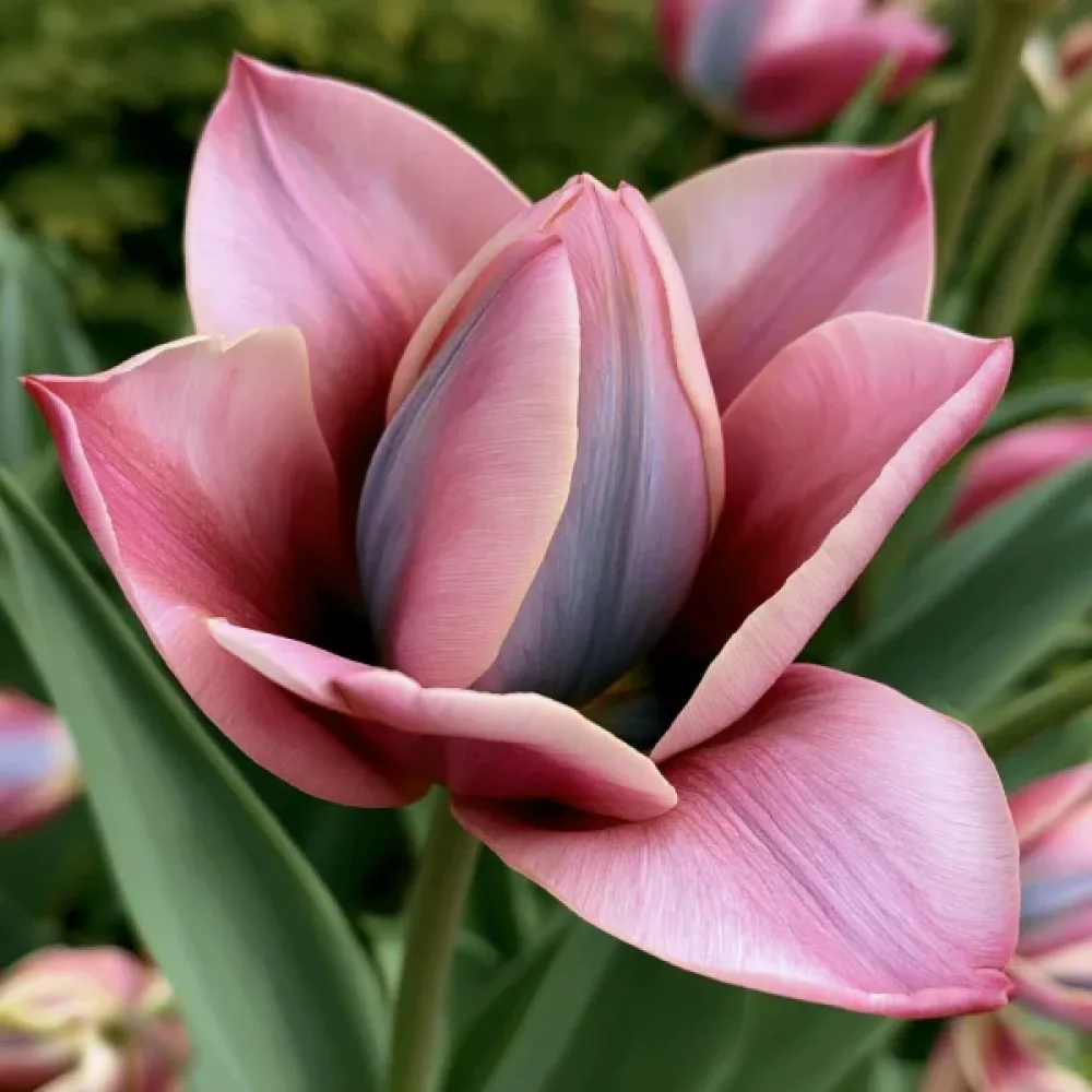 Tulipan Danique (rožnati)
