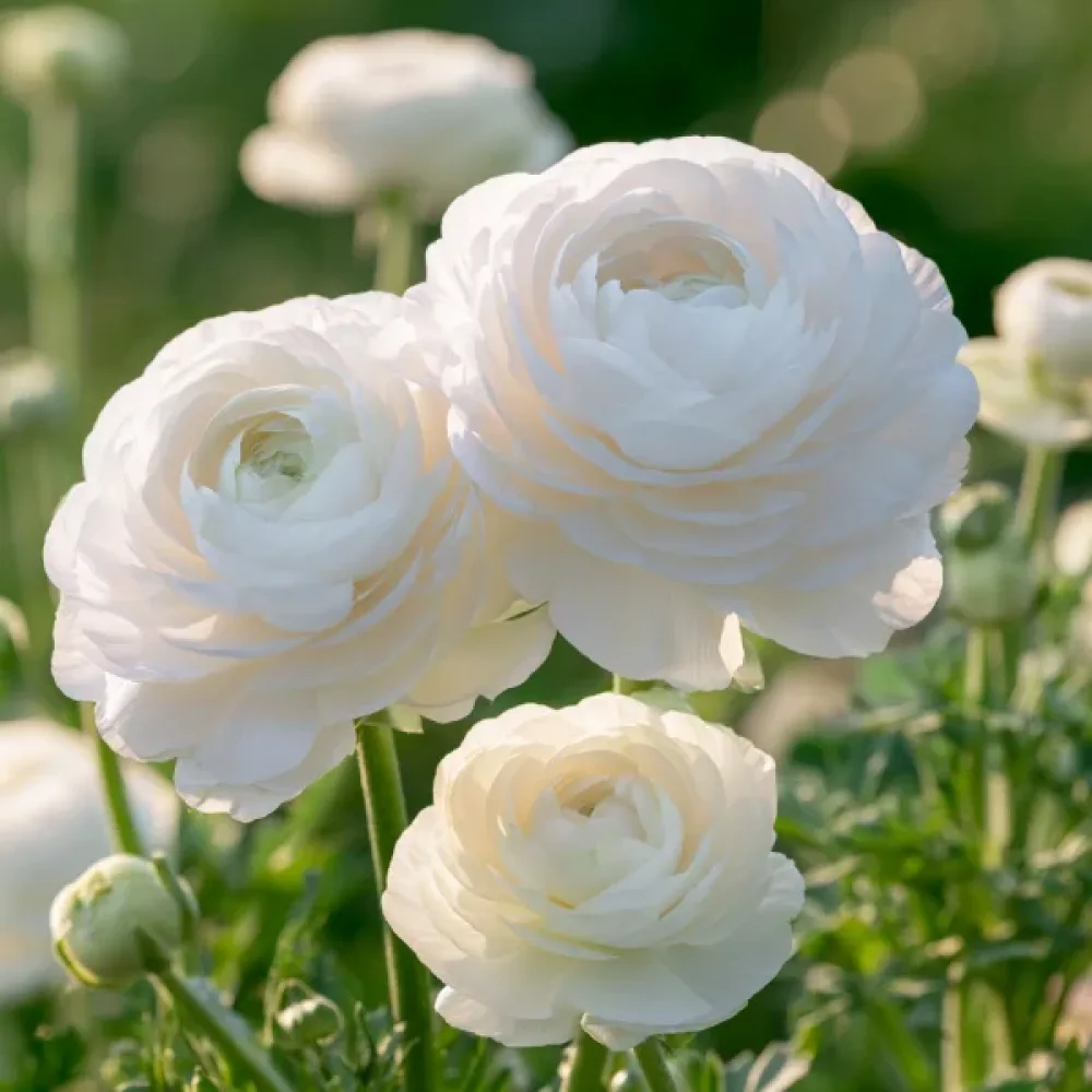 Ranunkula White Tomer (bela)