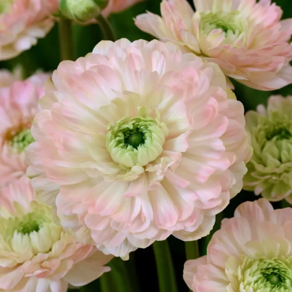 Anemona Levante Rosa Chiaro Double (rožnata)