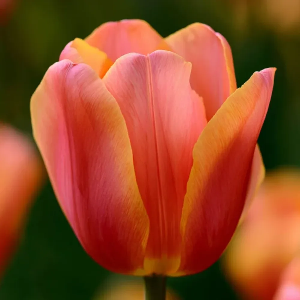 Tulipan Lucca (zlati)