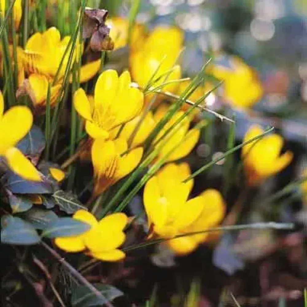 Krokus Korolkowii (rumeni)