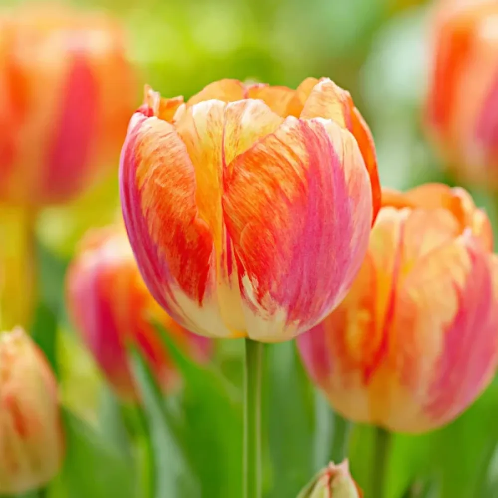 Tulipan Tasmania (oranžni)