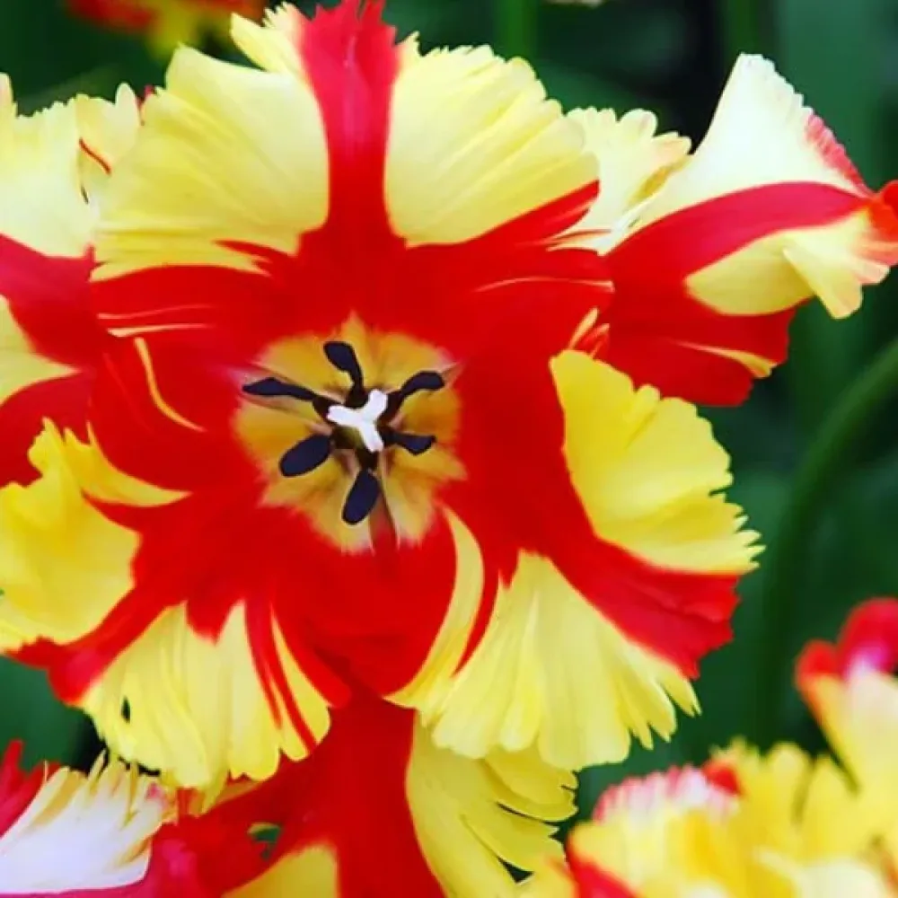 Tulipan Flaming Parrot (ognjeni)
