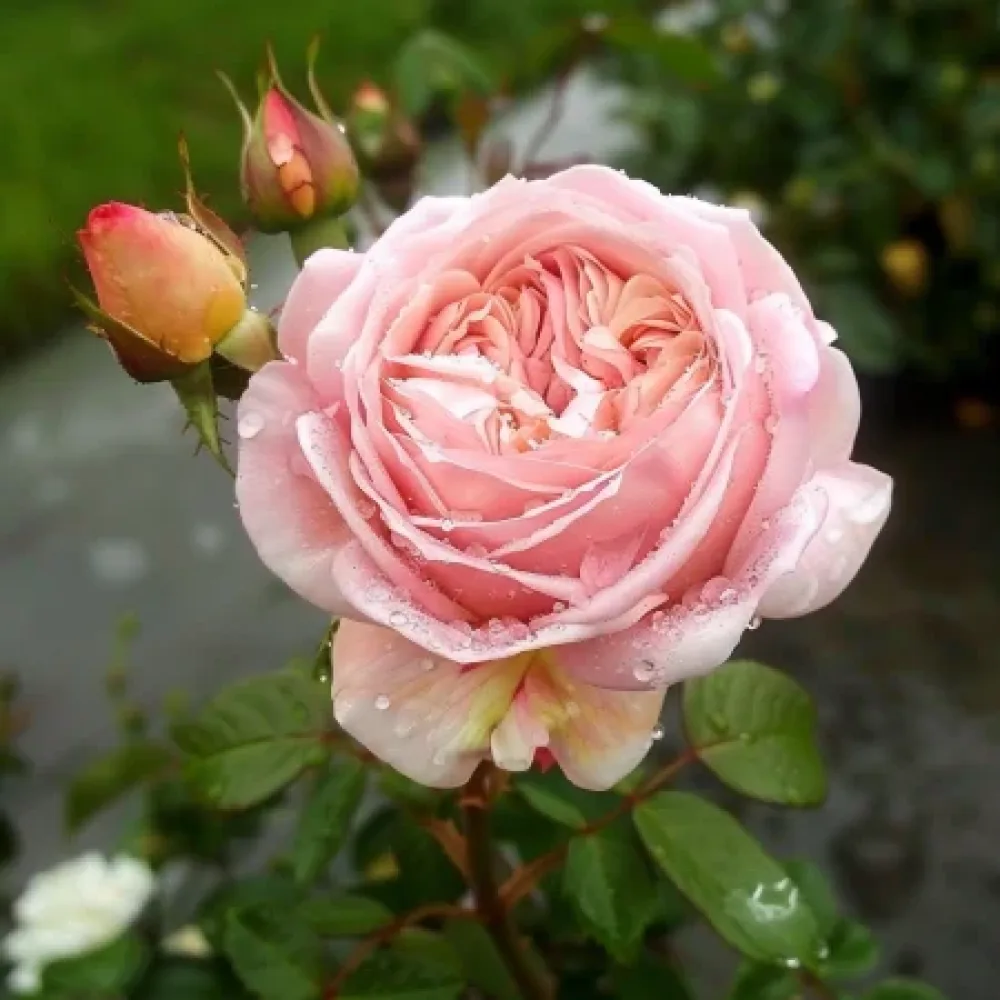 Vrtnica Pink Flame – z golimi koreninami