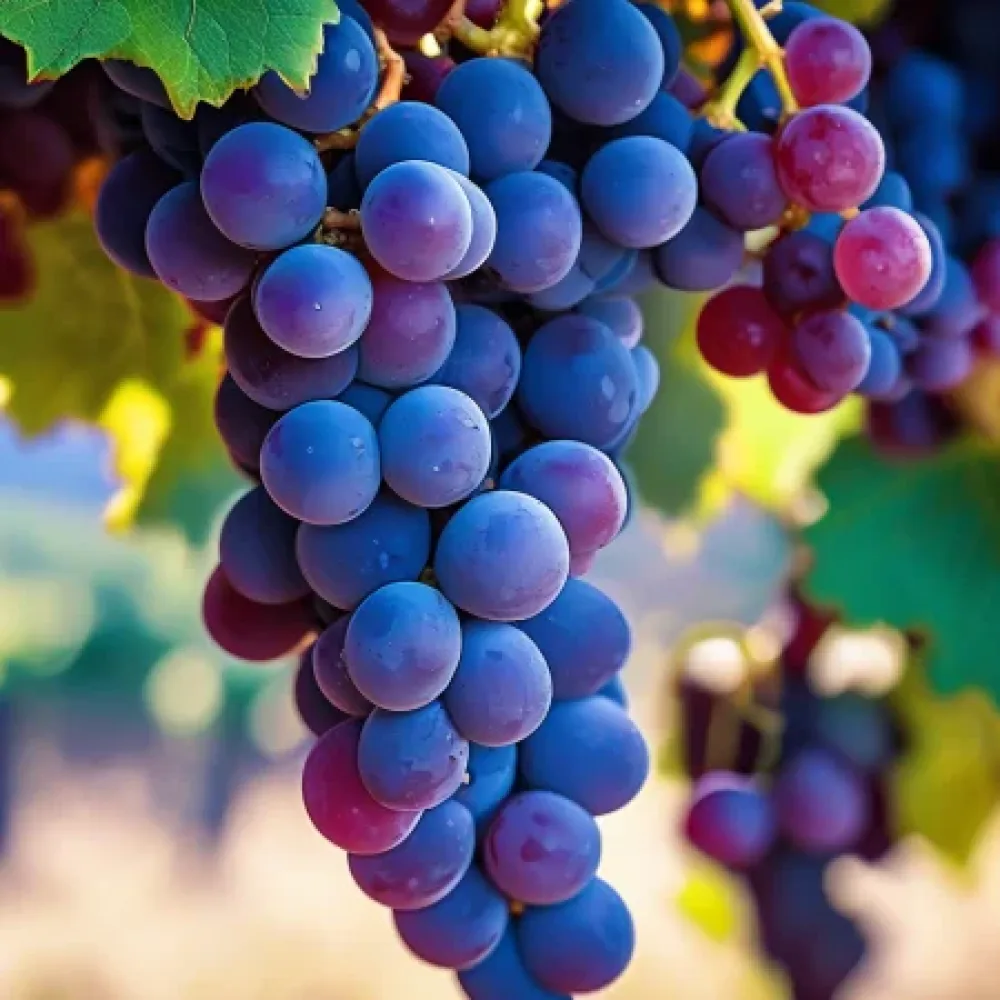 Vinska trta sorte Rubin - rdeča, vinska - srednje zoreča
