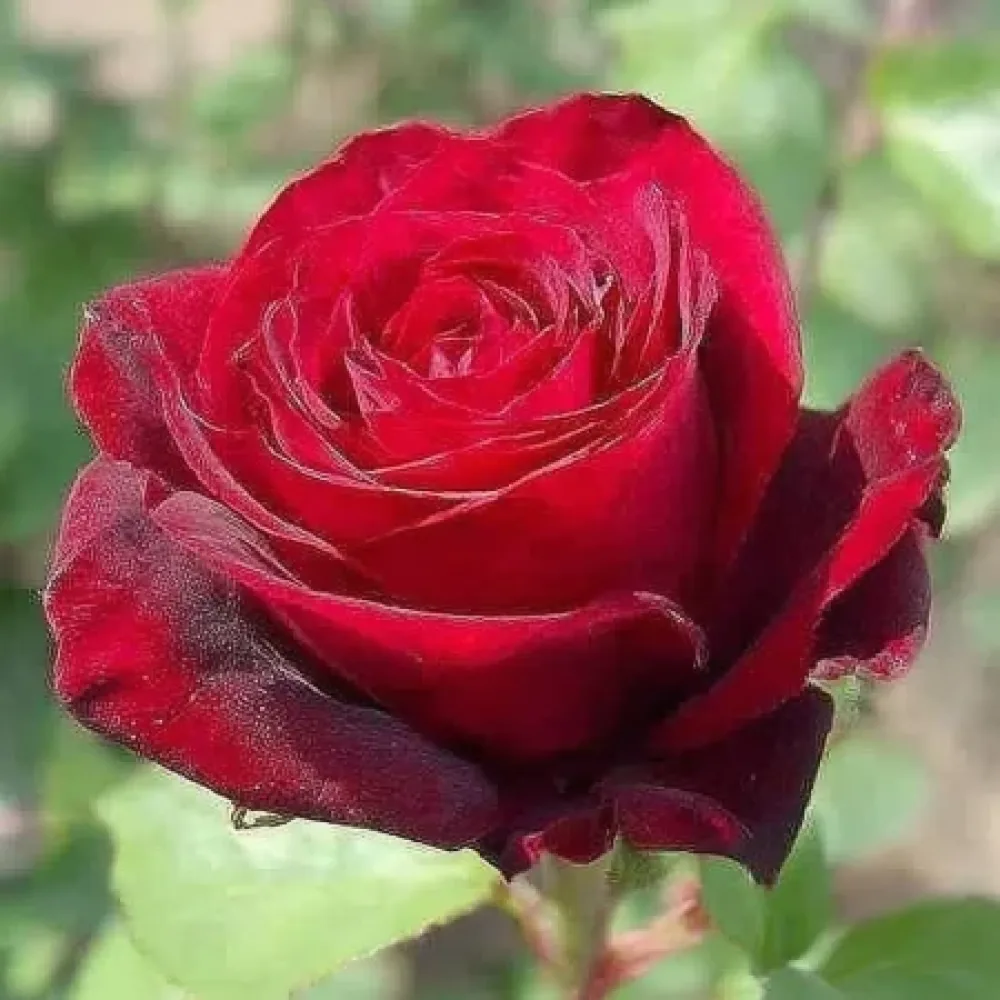 Vrtnica Ruby Eternity - z golimi koreninami