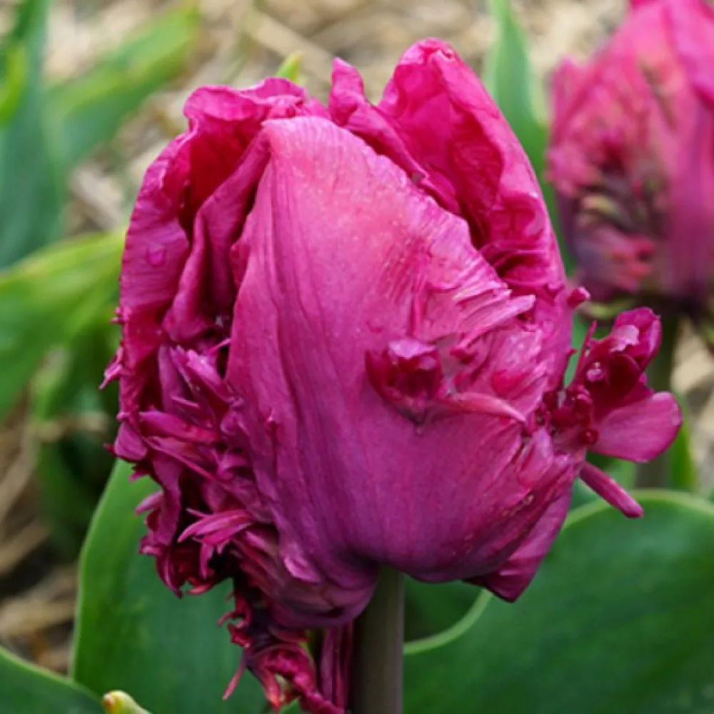 Tulipan Parrot prince (rdeči)