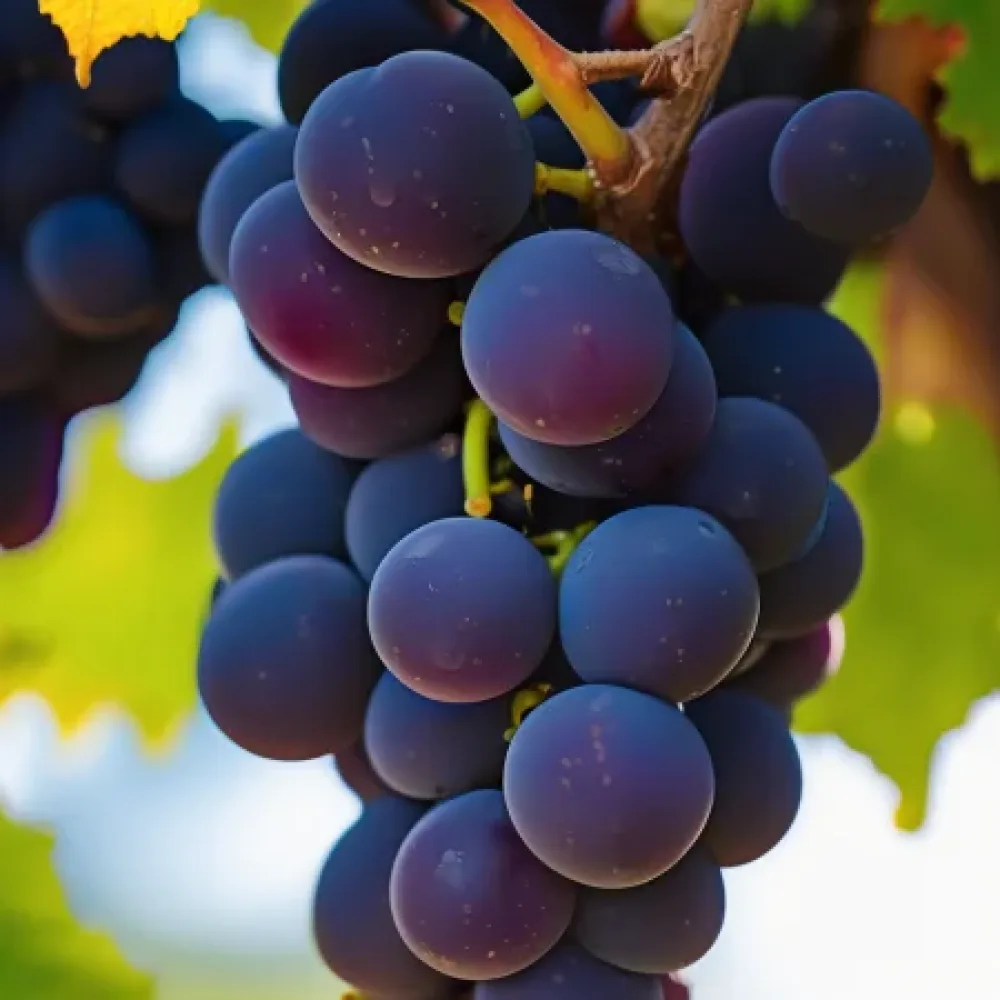 Vinska trta Modri pinot (Pinot noir), rdeča vinska – zgodnja