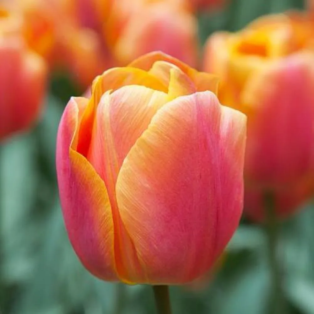 Tulipan Jimmy (oranžni)