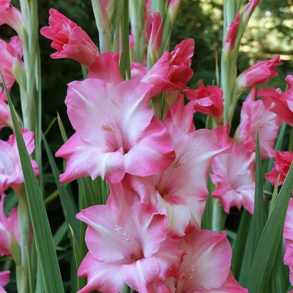 Gladiola Elvira Nanus (rdeča)