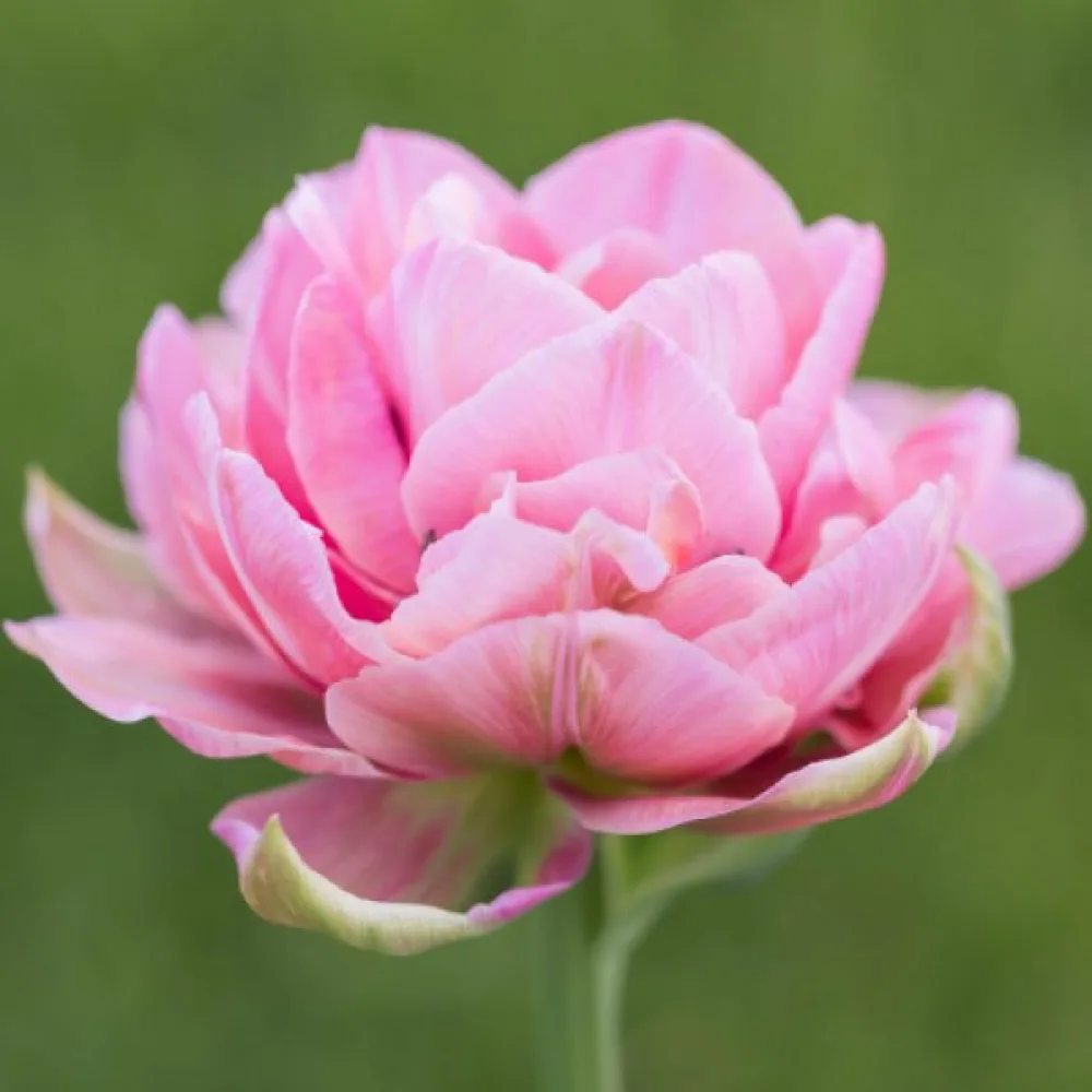 Tulipan Aveyron
