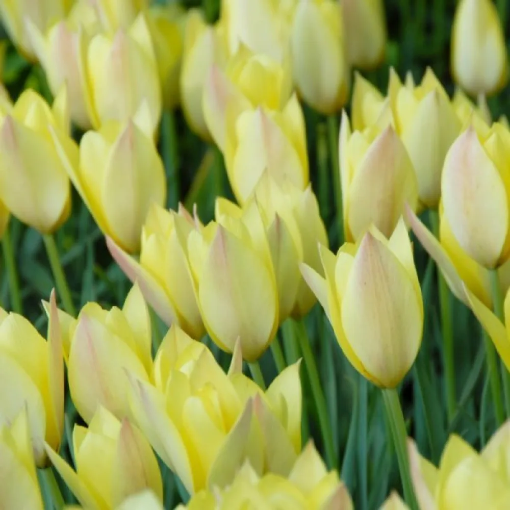 Tulipan Honky Tonk (rumen)
