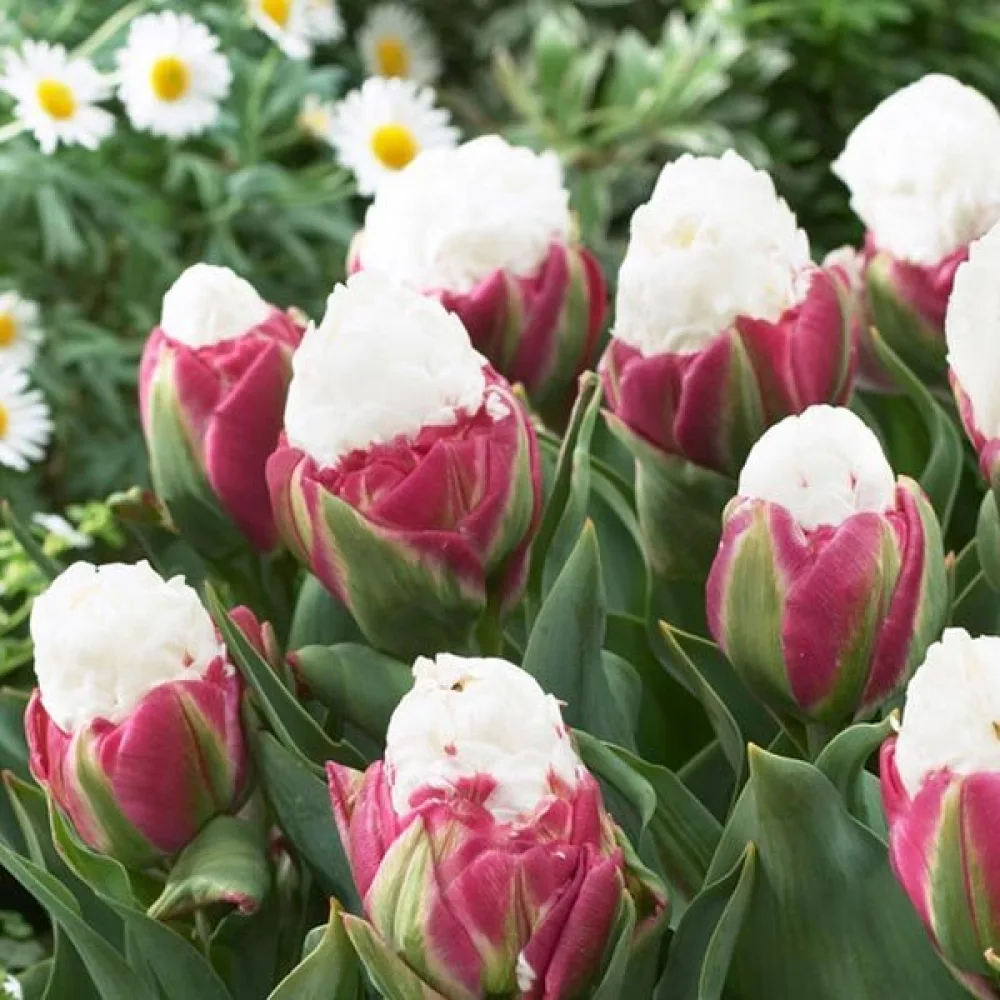 Tulipan Ice cream (roza)