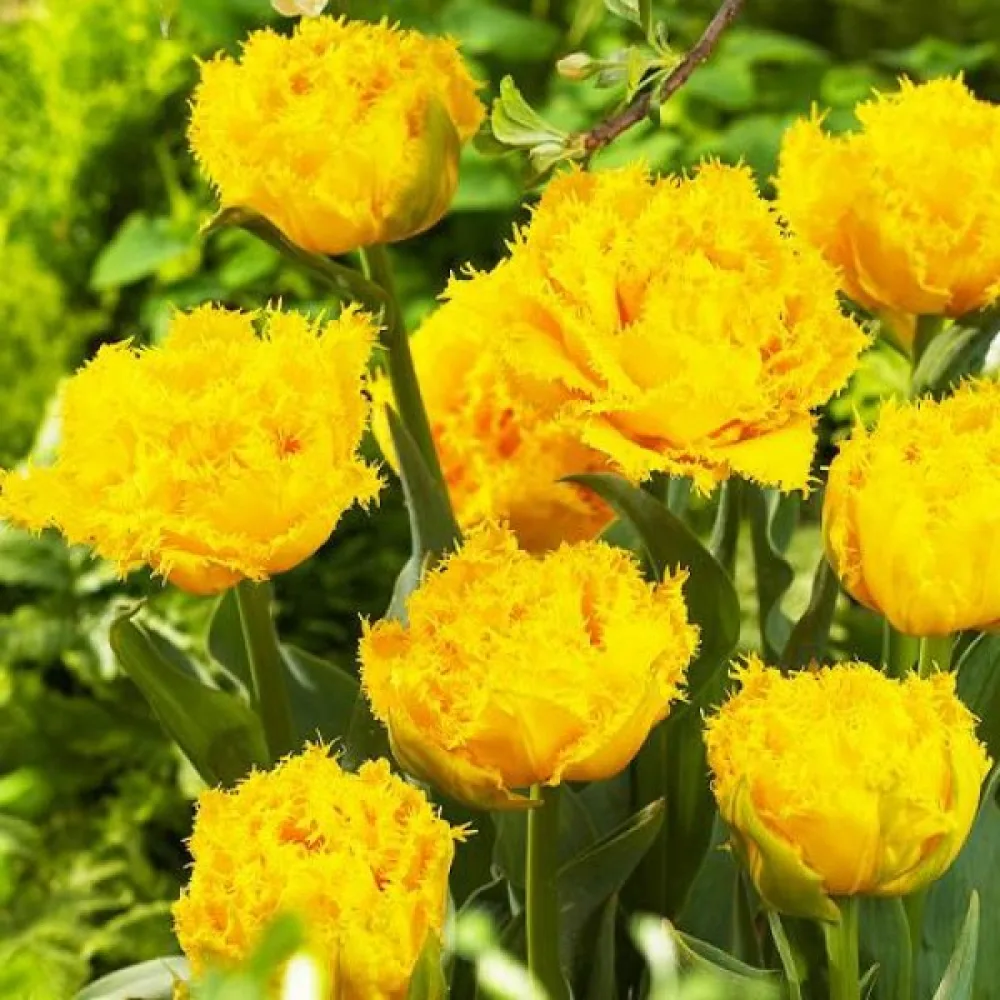 Tulipan Mon Amour (kremni)