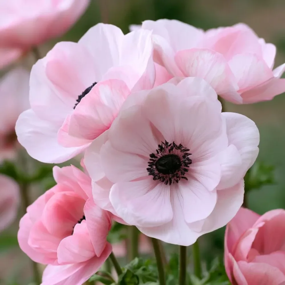 Anemona Mistral Rosa Chiaro (rožnata)