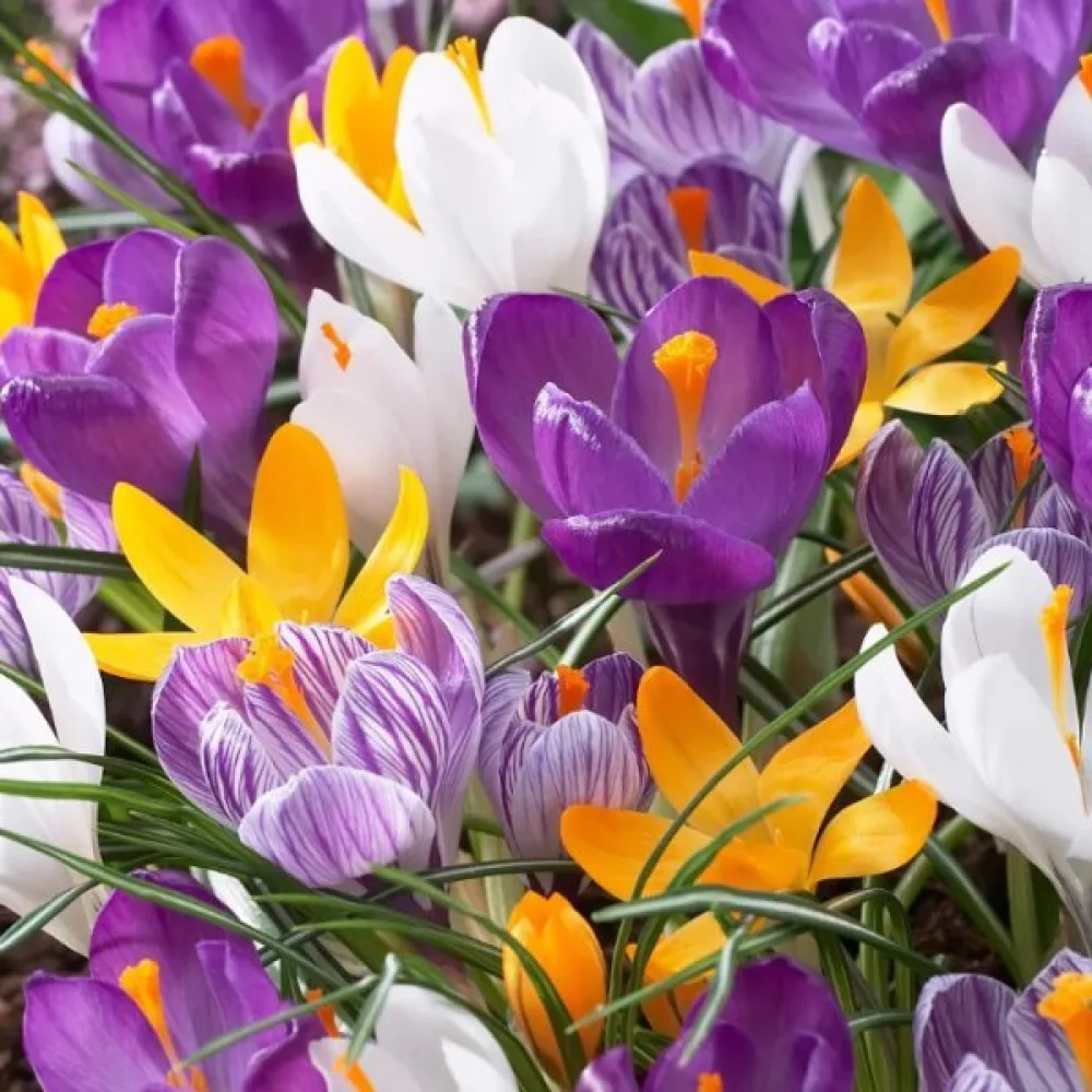 Krokus large flowering mix (velikocvetna mešanica)