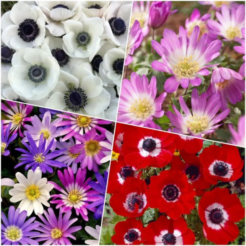 Anemona MIX (pisana mešanica)