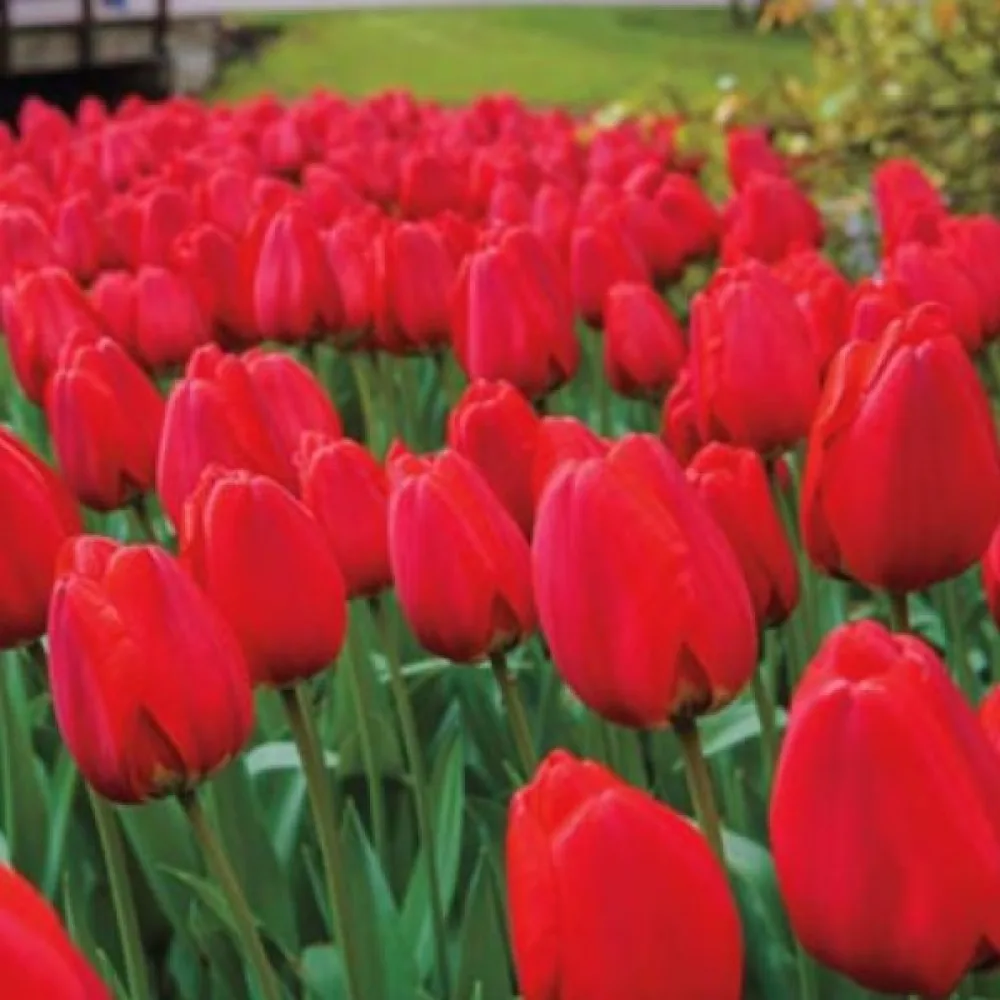 Tulipan Parade (rdeči)