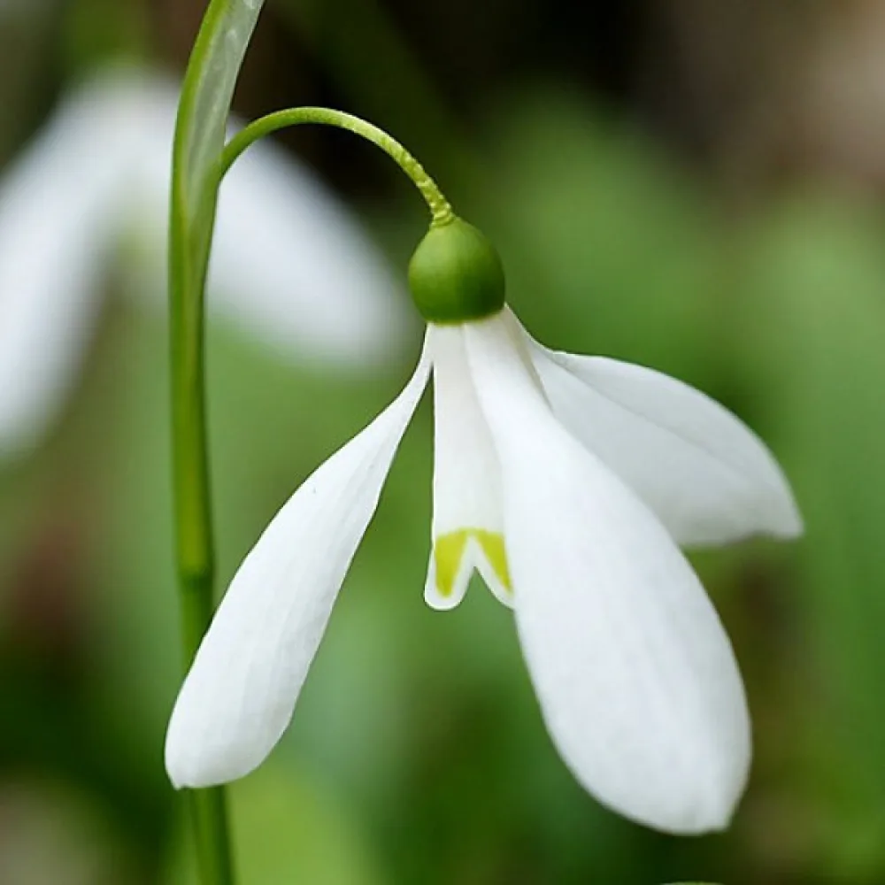 Zvonček Woronowii (beli)