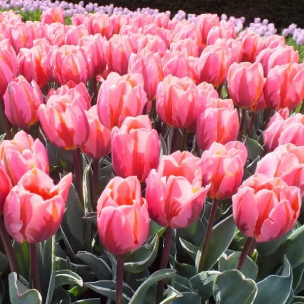 Tulipan Pretty Princess (vijolični)
