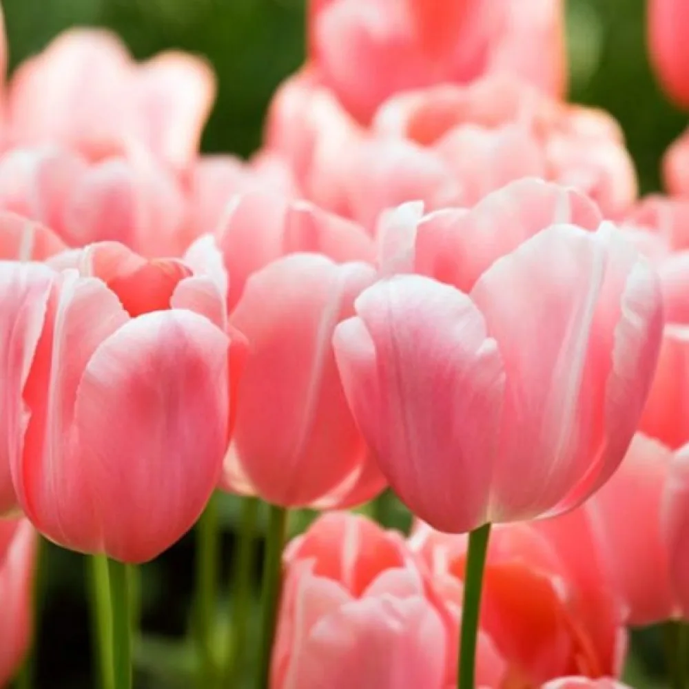 Tulipan Menton (rožnati)